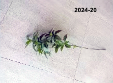 2024-20